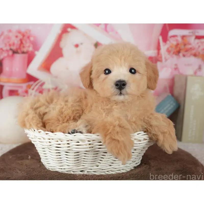 販売中の千葉県のミックス犬-453911の7枚目