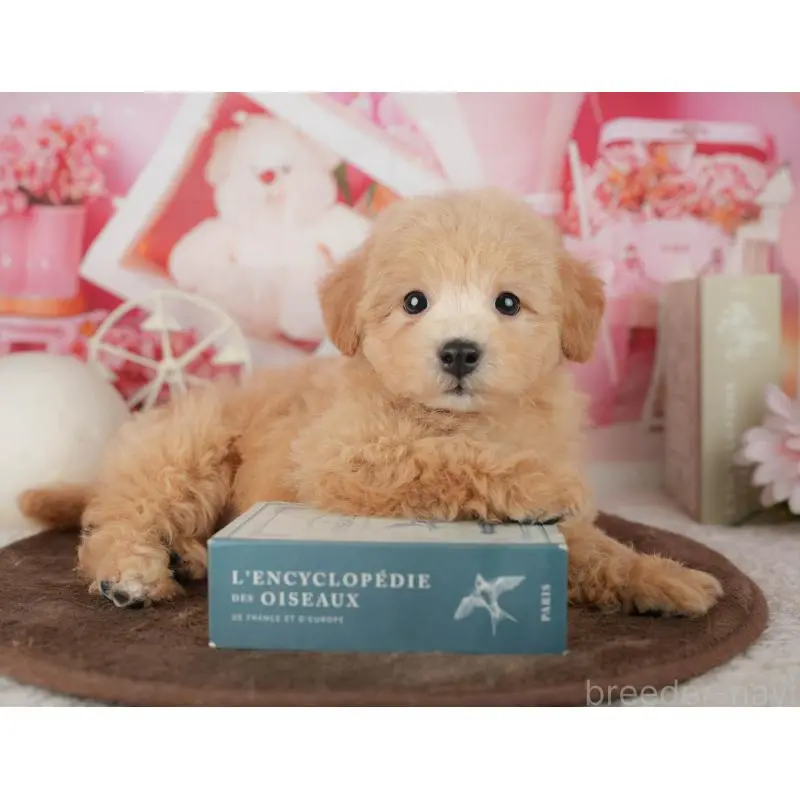 販売中の千葉県のミックス犬-453911の6枚目