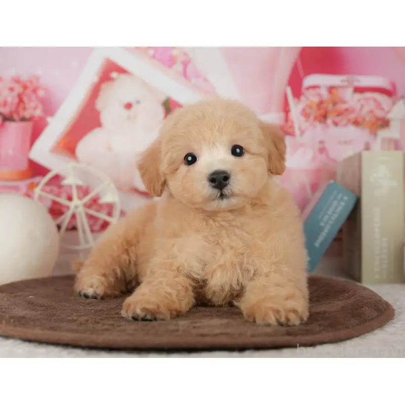 販売中の千葉県のミックス犬-453911の5枚目