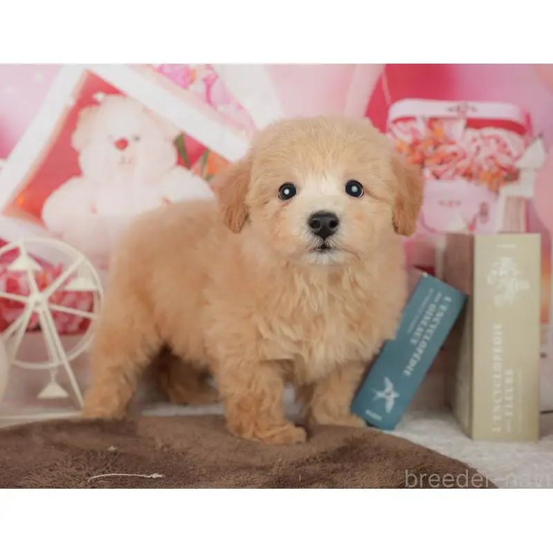 販売中の千葉県のミックス犬-453911の3枚目