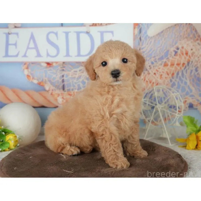 販売中の千葉県のミックス犬-453910の11枚目