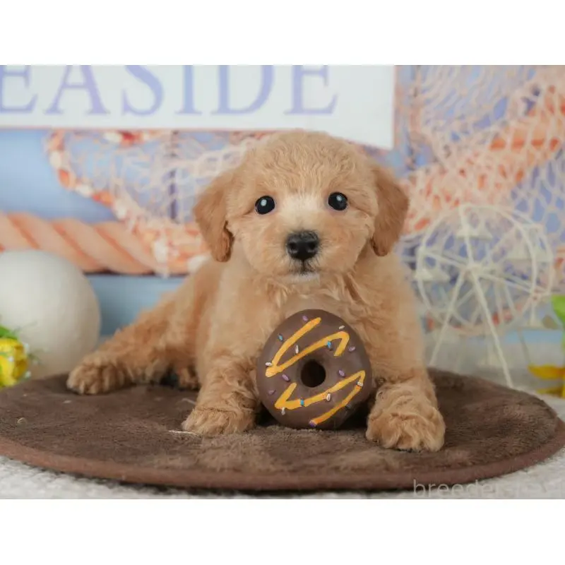 販売中の千葉県のミックス犬-453910の10枚目