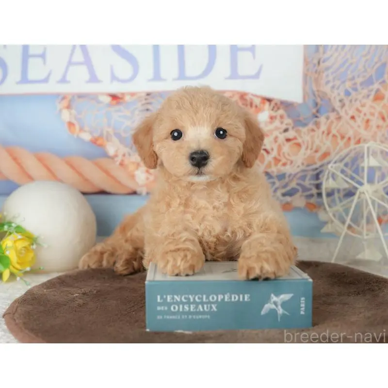 販売中の千葉県のミックス犬-453910の9枚目