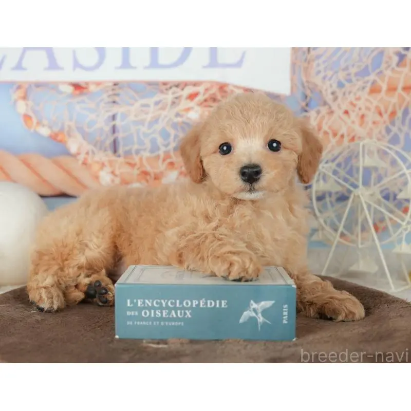 販売中の千葉県のミックス犬-453910の8枚目