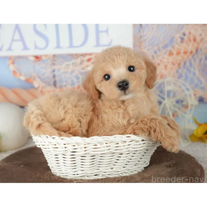 販売中の千葉県のミックス犬-453910の7枚目