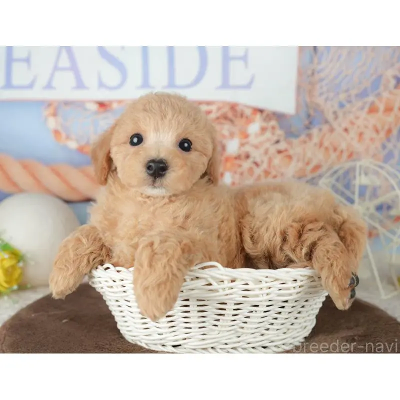 販売中の千葉県のミックス犬-453910の6枚目