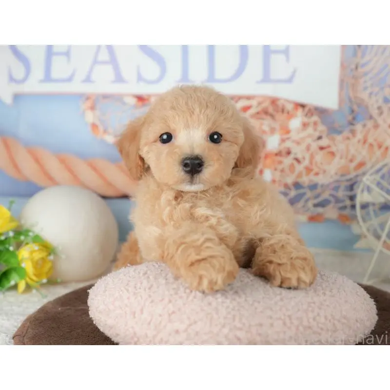 販売中の千葉県のミックス犬-453910の5枚目