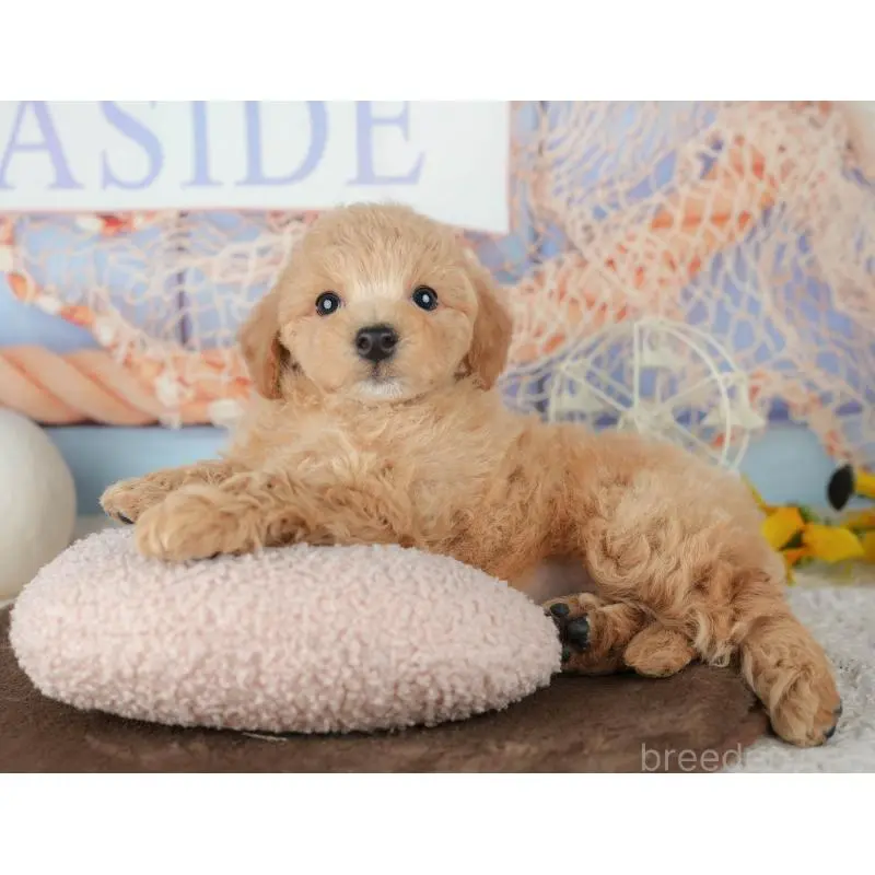 販売中の千葉県のミックス犬-453910の4枚目