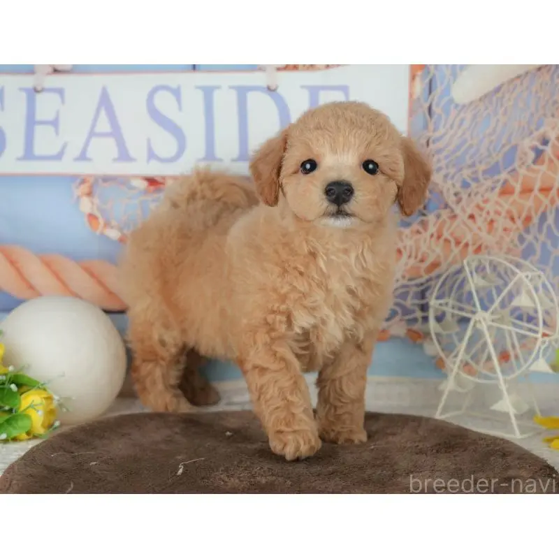 販売中の千葉県のミックス犬-453910の3枚目