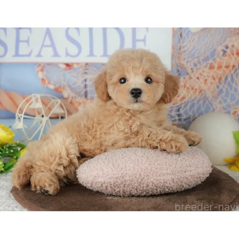 販売中の千葉県のミックス犬-453906の11枚目