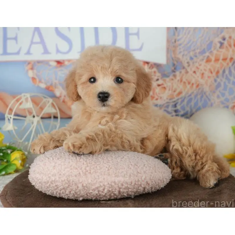 販売中の千葉県のミックス犬-453906の10枚目