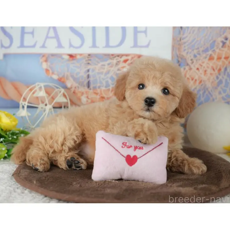 販売中の千葉県のミックス犬-453906の9枚目