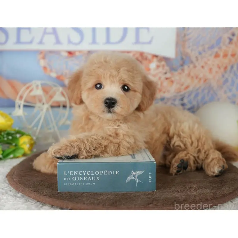 販売中の千葉県のミックス犬-453906の8枚目