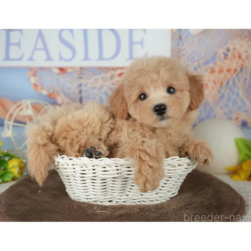 販売中の千葉県のミックス犬-453906の7枚目