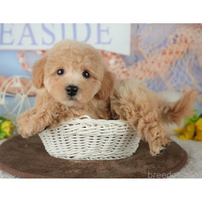 販売中の千葉県のミックス犬-453906の6枚目