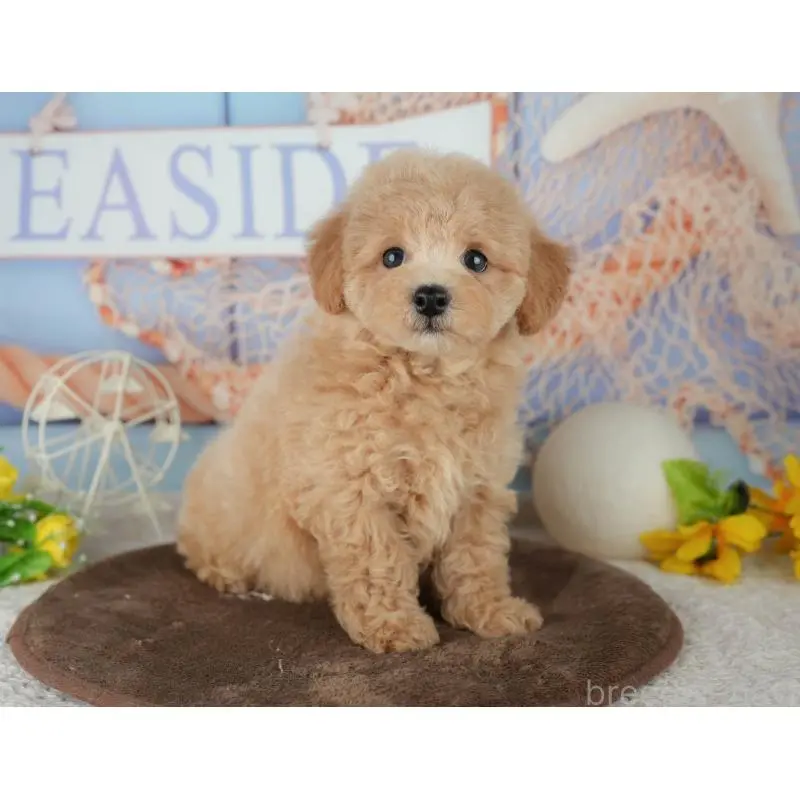 販売中の千葉県のミックス犬-453906の5枚目