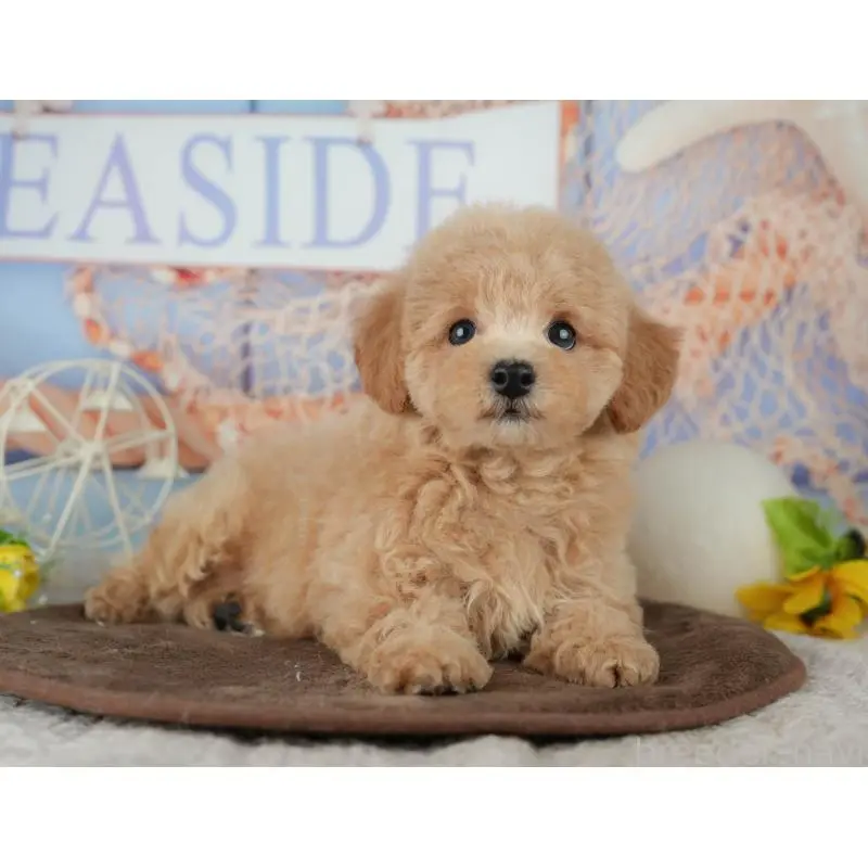 販売中の千葉県のミックス犬-453906の4枚目