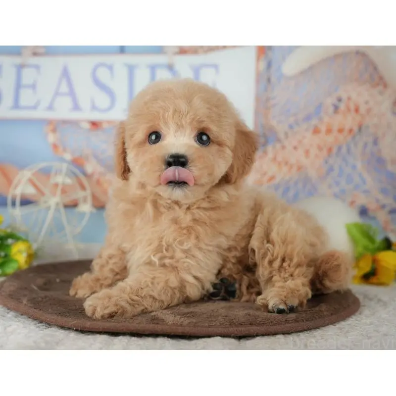 販売中の千葉県のミックス犬-453906の3枚目