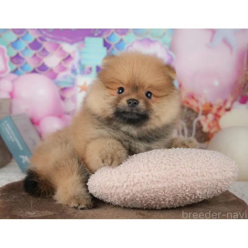 販売中の千葉県のポメラニアン-453904の11枚目