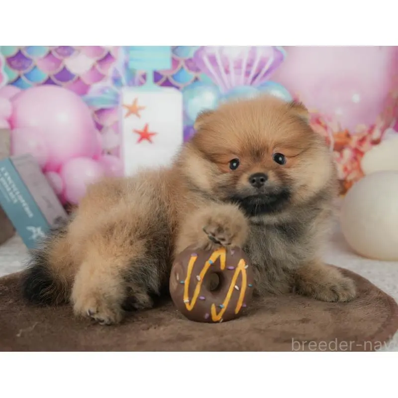 販売中の千葉県のポメラニアン-453904の9枚目