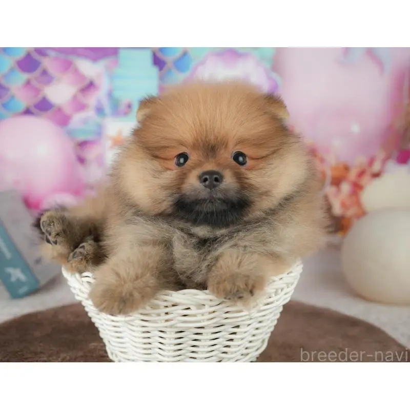 販売中の千葉県のポメラニアン-453904の8枚目