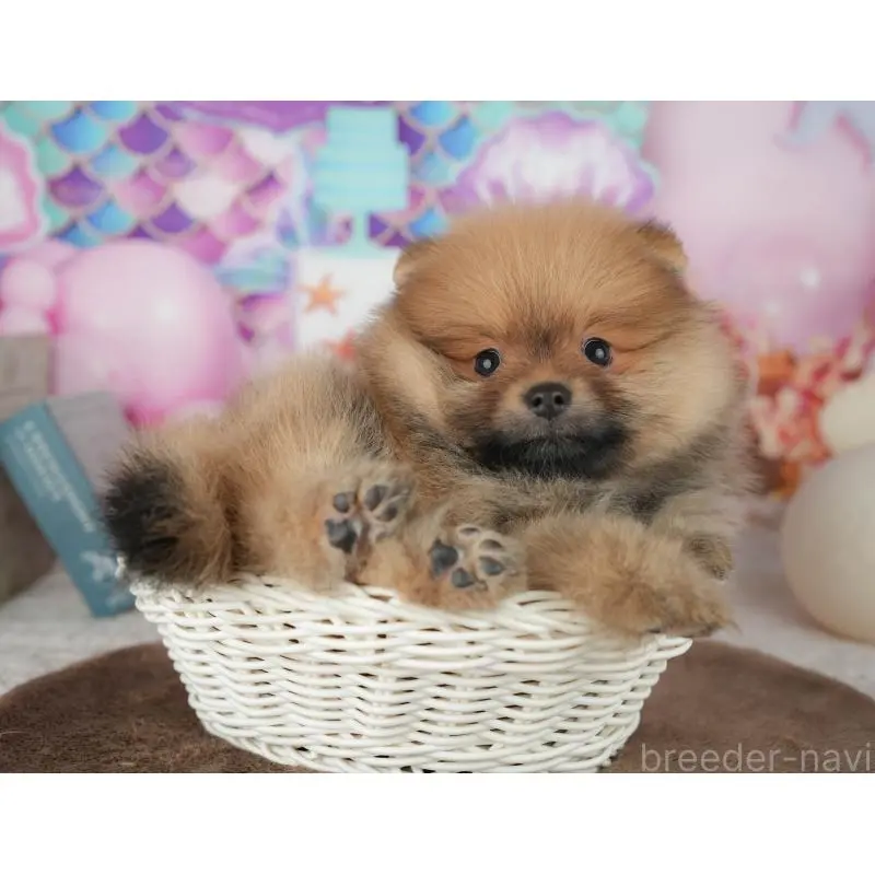 販売中の千葉県のポメラニアン-453904の7枚目