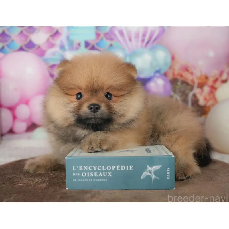 販売中の千葉県のポメラニアン-453904の6枚目