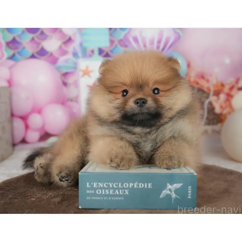 販売中の千葉県のポメラニアン-453904の5枚目