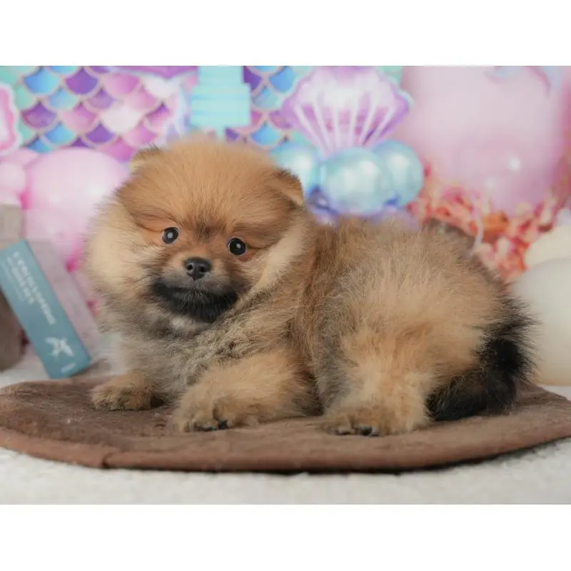 販売中の千葉県のポメラニアン-453904の3枚目