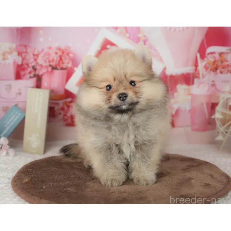 販売中の千葉県のポメラニアン-453903の12枚目