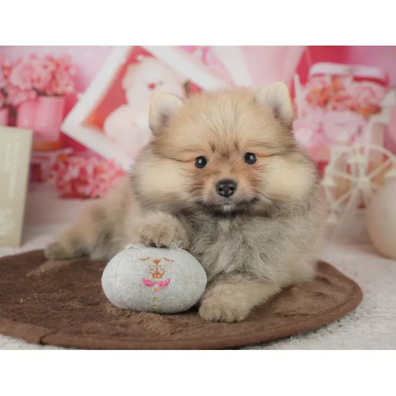 販売中の千葉県のポメラニアン-453903の11枚目