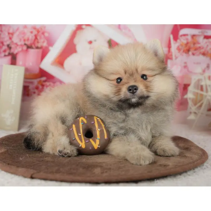 販売中の千葉県のポメラニアン-453903の10枚目