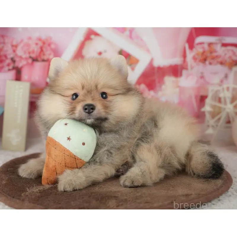 販売中の千葉県のポメラニアン-453903の9枚目