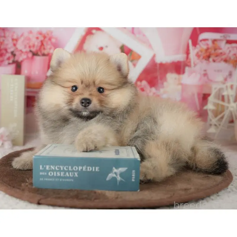 販売中の千葉県のポメラニアン-453903の8枚目