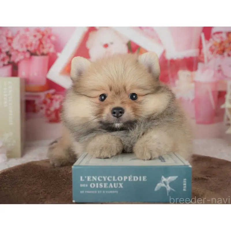 販売中の千葉県のポメラニアン-453903の7枚目