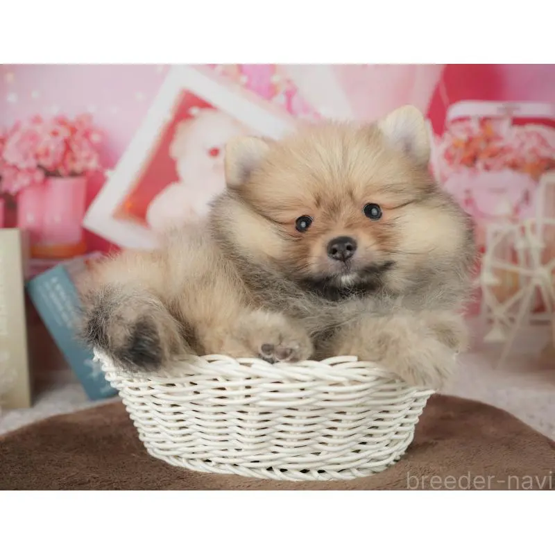 販売中の千葉県のポメラニアン-453903の4枚目