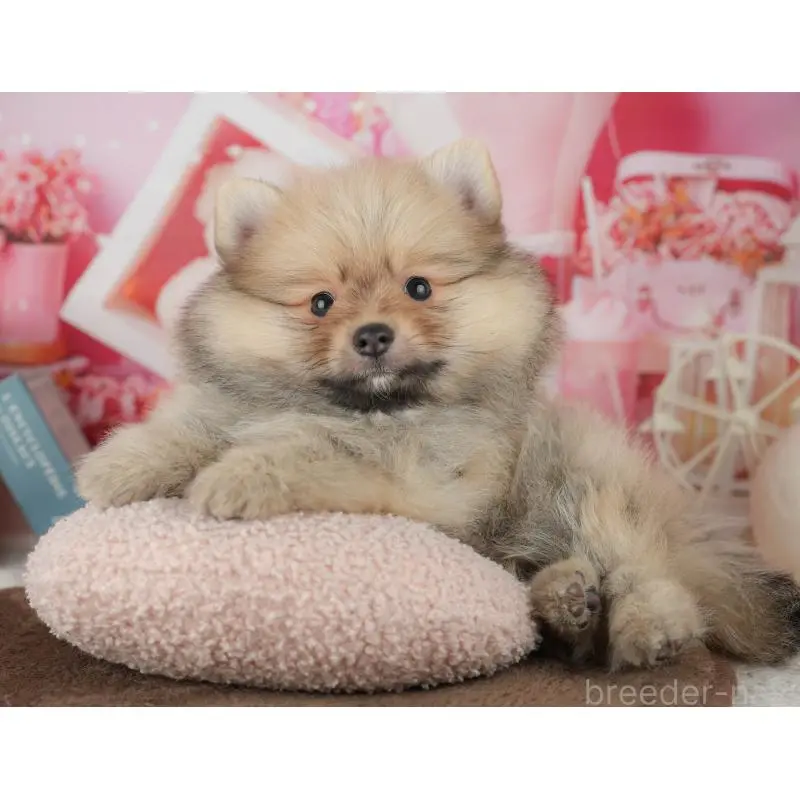 販売中の千葉県のポメラニアン-453903の3枚目