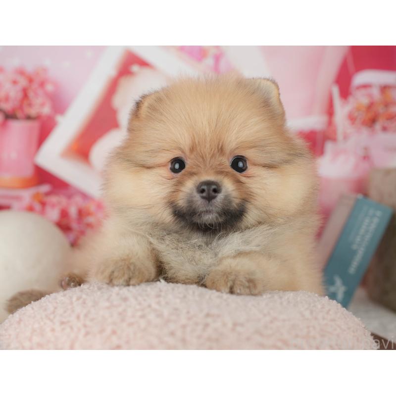 販売中の千葉県のポメラニアン-453902