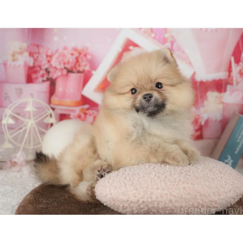 販売中の千葉県のポメラニアン-453902の11枚目