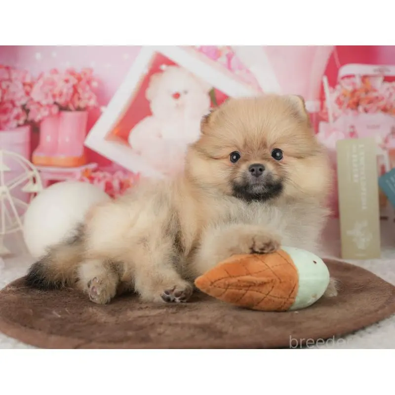 販売中の千葉県のポメラニアン-453902の10枚目