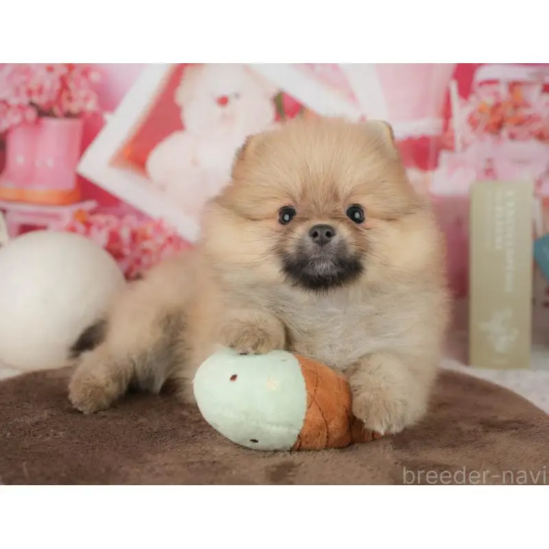 販売中の千葉県のポメラニアン-453902の9枚目