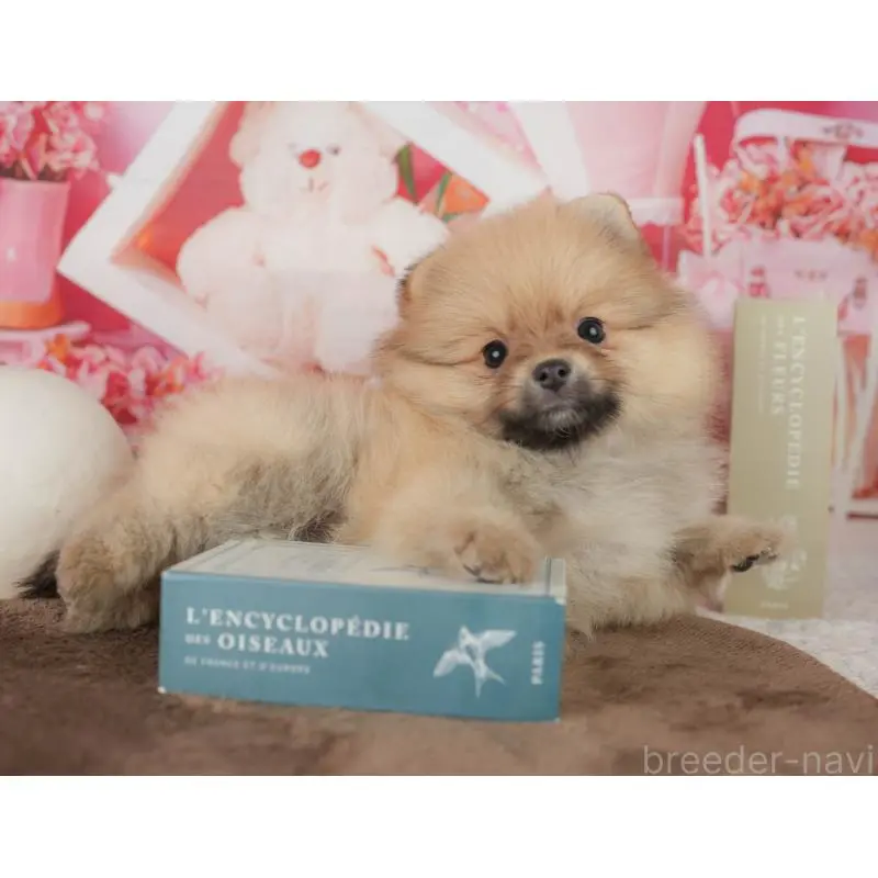 販売中の千葉県のポメラニアン-453902の8枚目