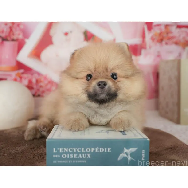 販売中の千葉県のポメラニアン-453902の7枚目