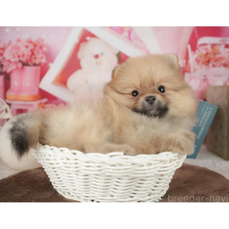 販売中の千葉県のポメラニアン-453902の5枚目