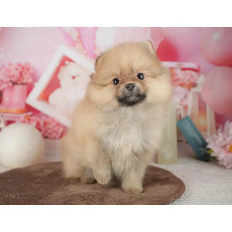 販売中の千葉県のポメラニアン-453902の4枚目