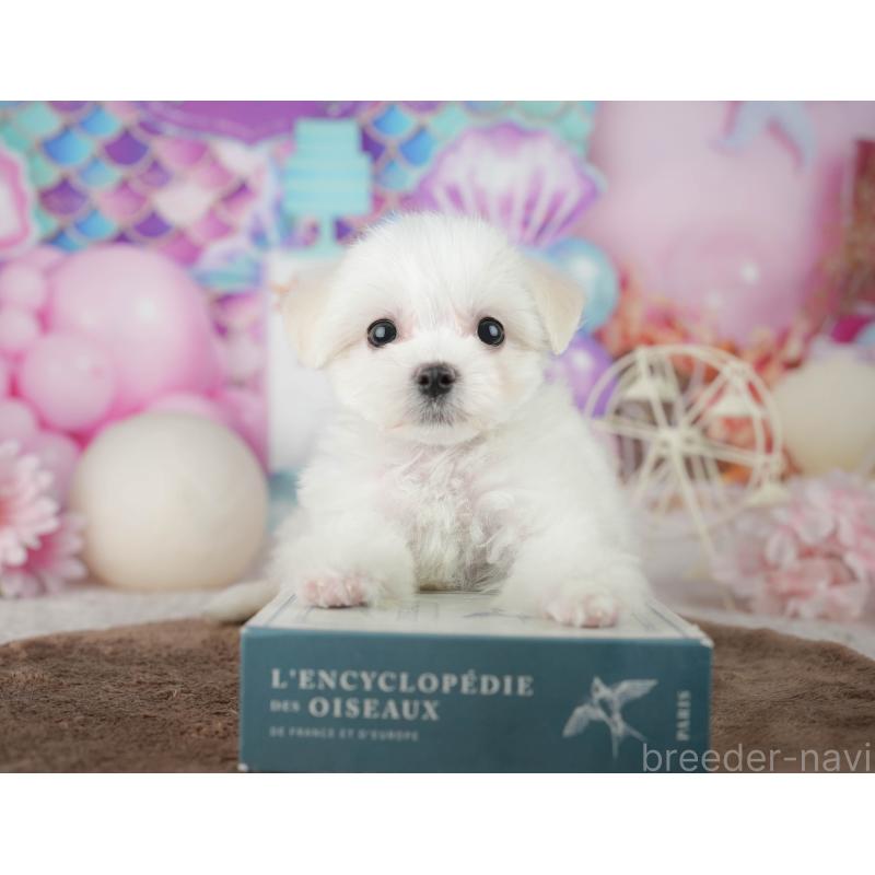 販売中の千葉県のミックス犬-453900