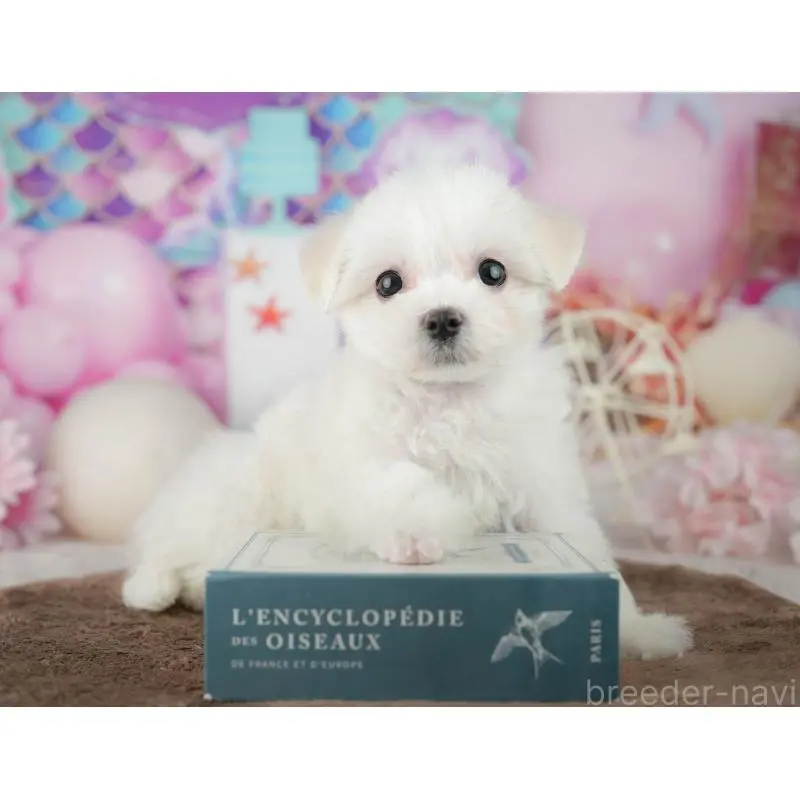 販売中の千葉県のミックス犬-453900の11枚目