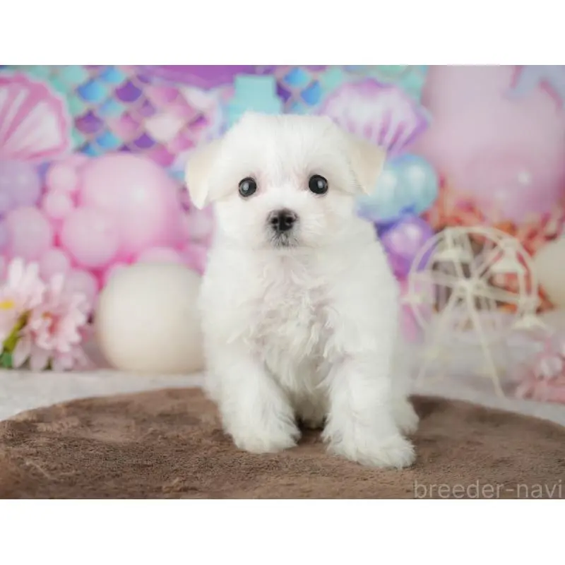 販売中の千葉県のミックス犬-453900の10枚目