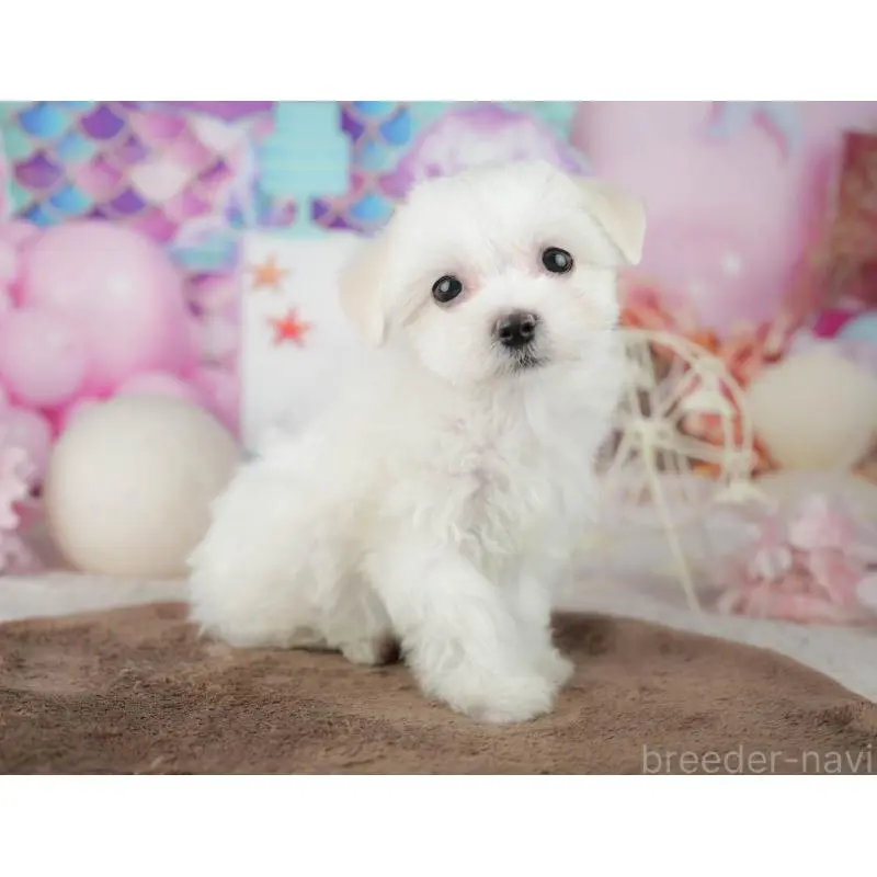 販売中の千葉県のミックス犬-453900の9枚目