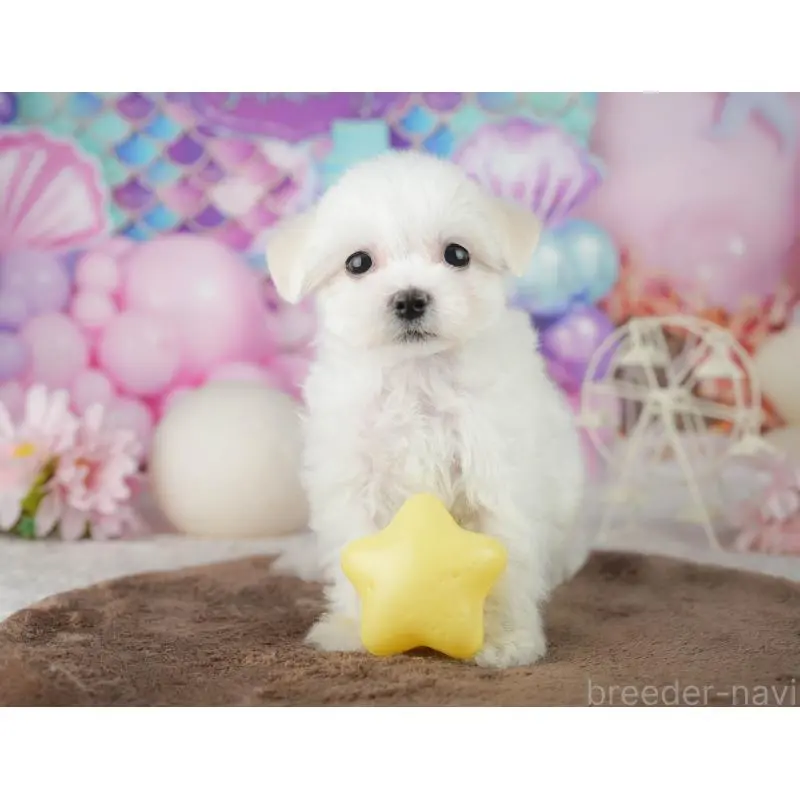 販売中の千葉県のミックス犬-453900の8枚目